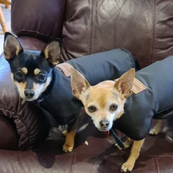Woollen Dog Coats - The Golden Apple NZ