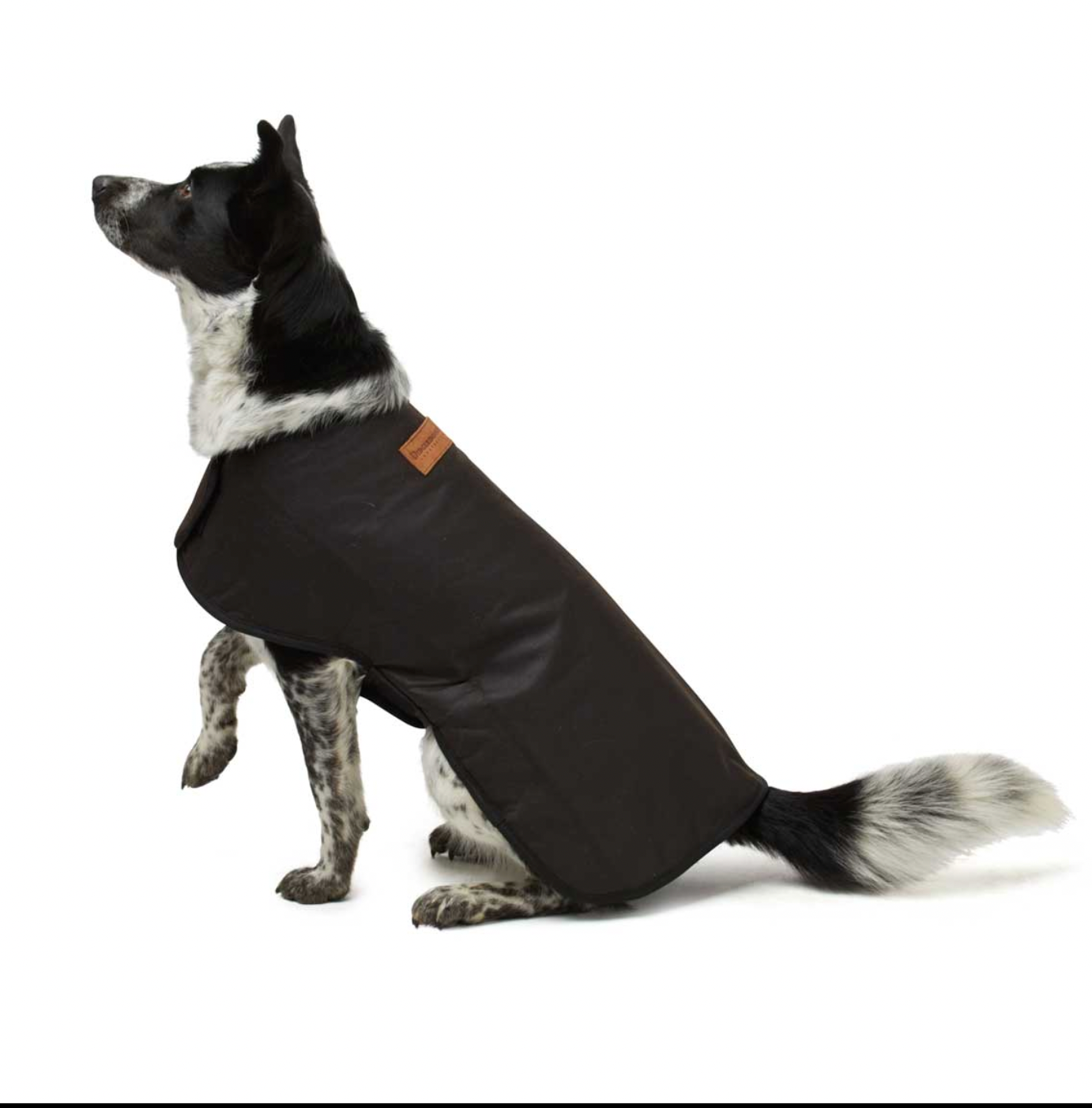 FOR THE DOG