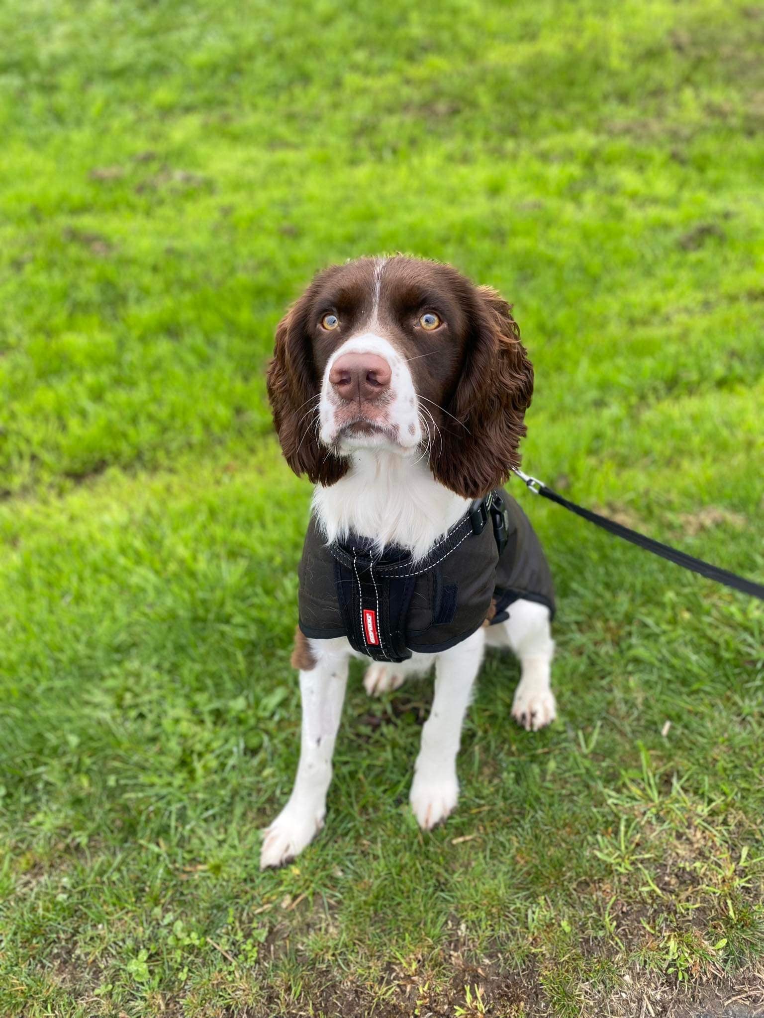 Woollen Dog Coats - The Golden Apple NZ