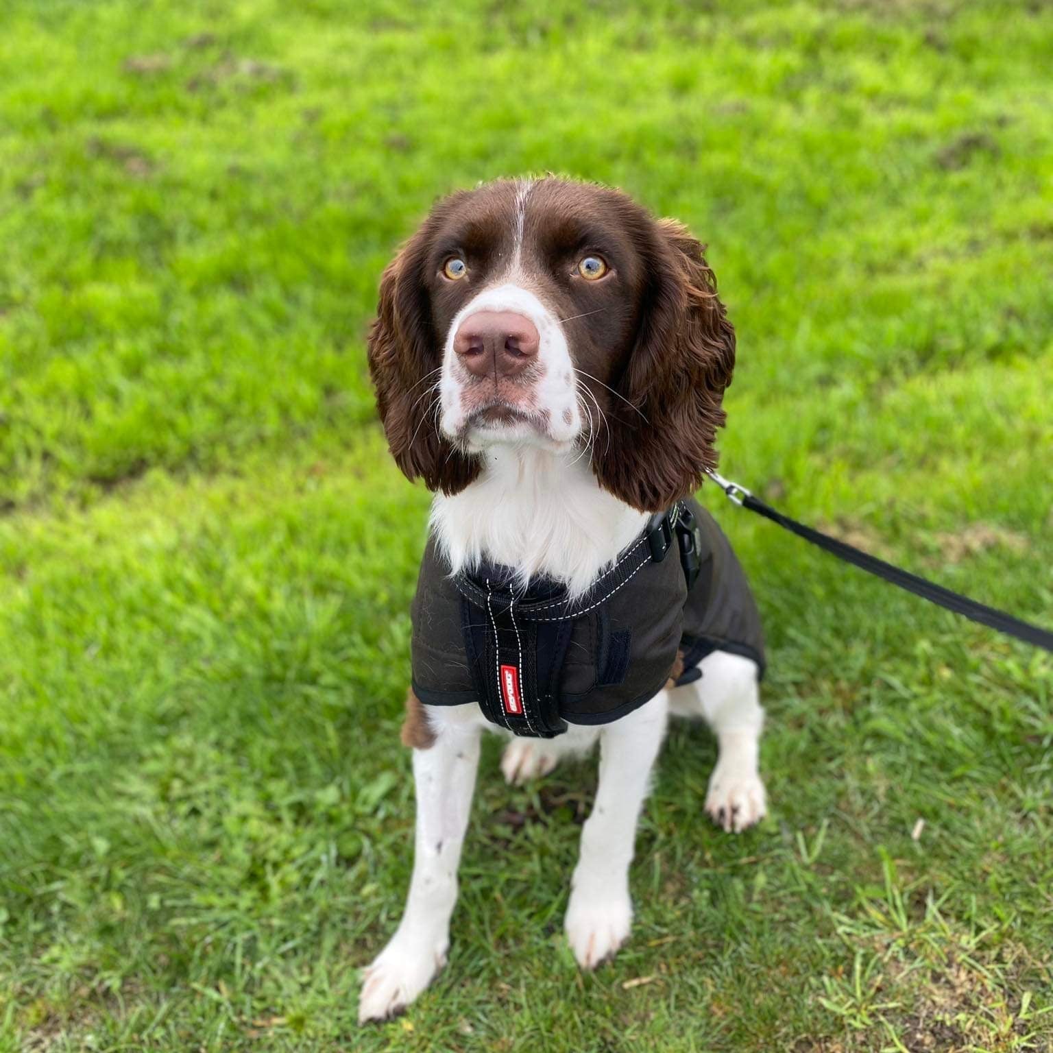 Oilskin Woollen Dog Coat, rain coat worn by Moose the English Springer Spaniel