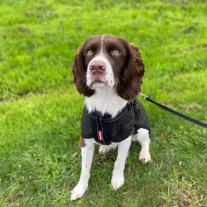 Oilskin Woollen Dog Coat, rain coat worn by Moose the English Springer Spaniel
