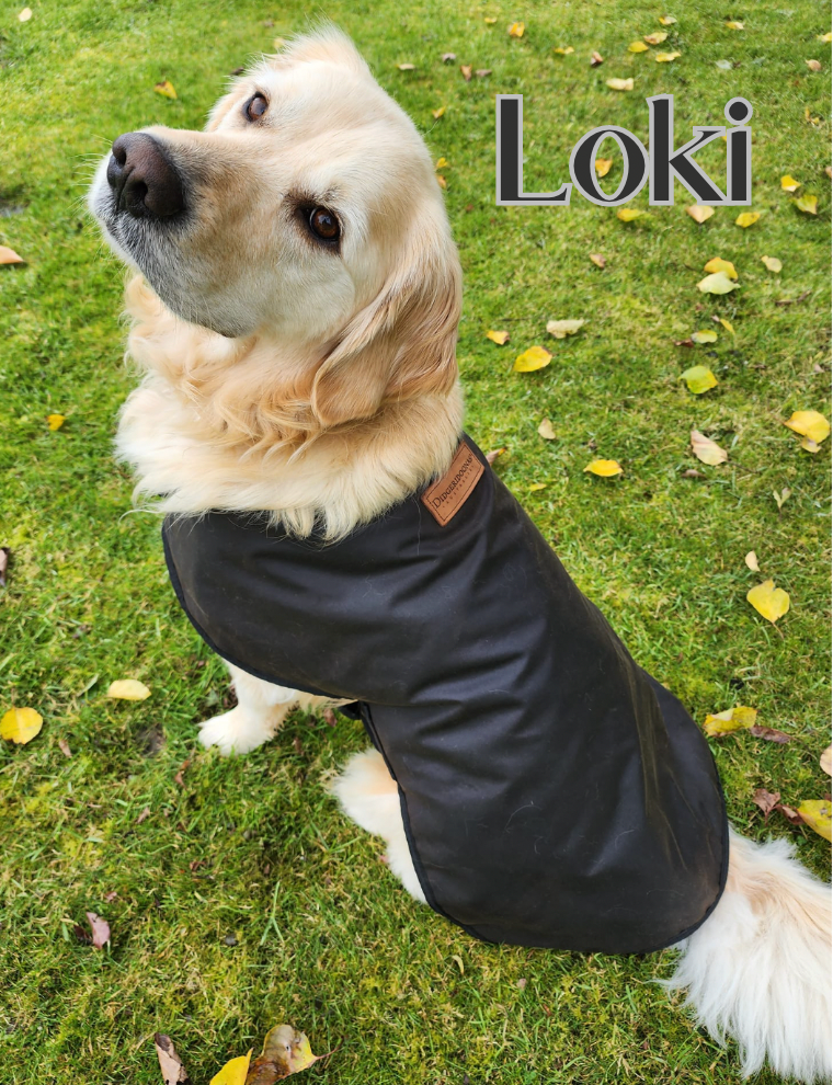 Dog rain coats this one is worn by Loki 