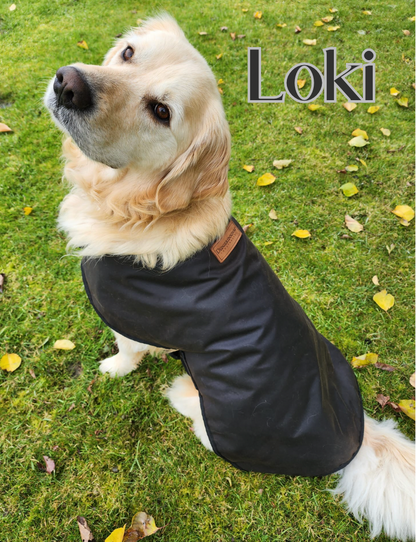 Dog rain coats this one is worn by Loki 