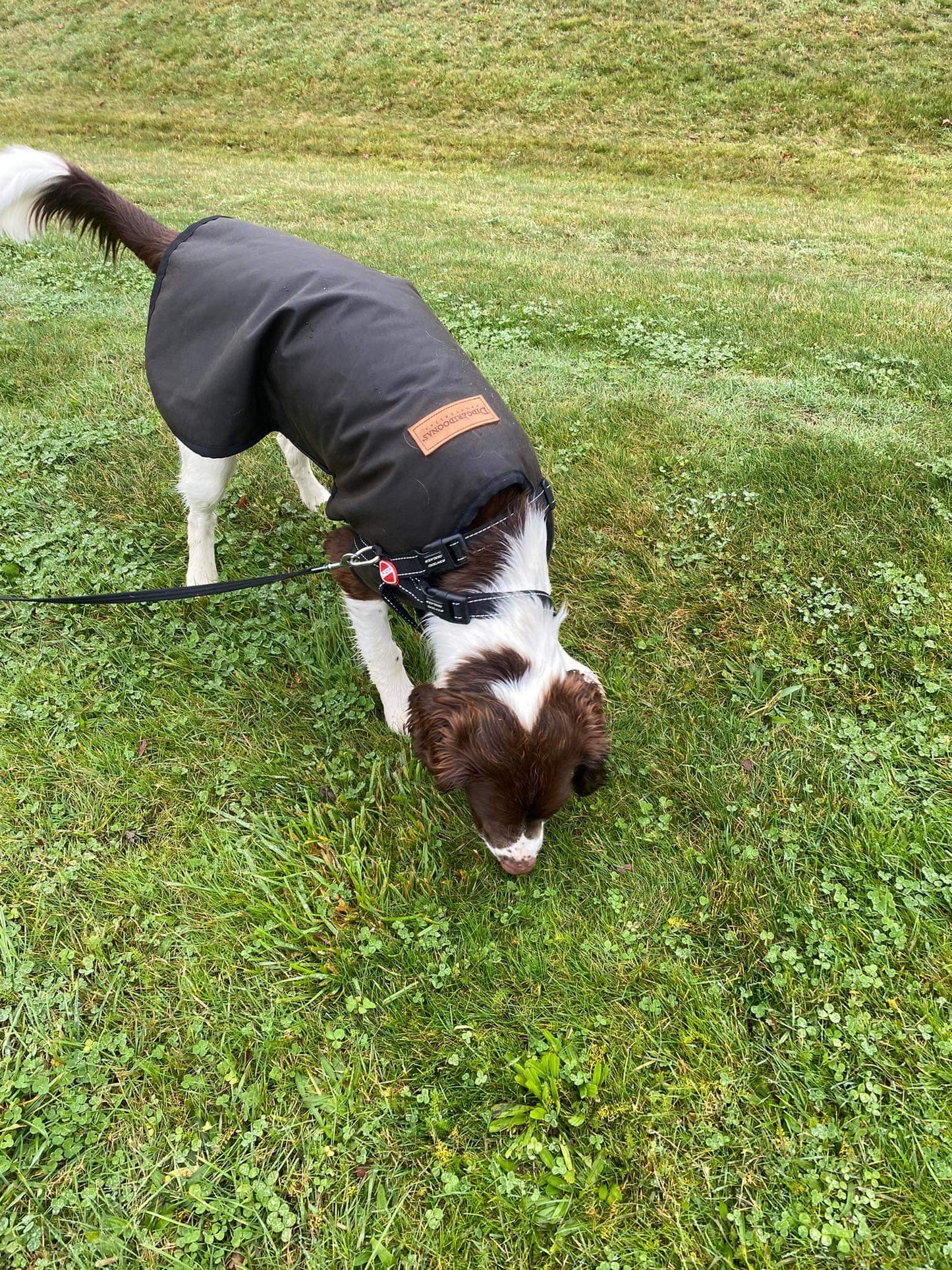 Oilskin dog coat showcase by Moose an English Springer Spaniel the perfect fit for a large rain coat