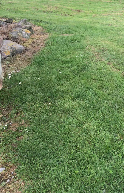 Dog Water Bowl