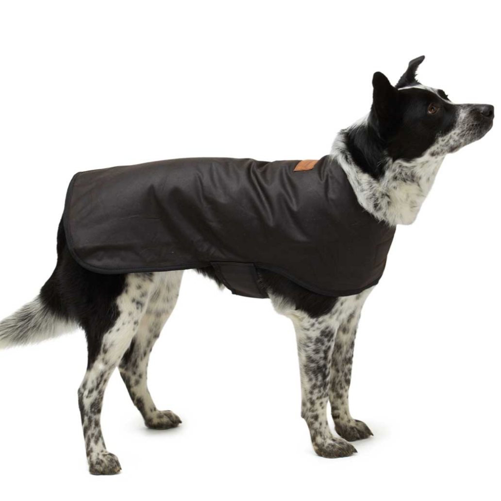 Woollen Dog Coats - The Golden Apple NZ