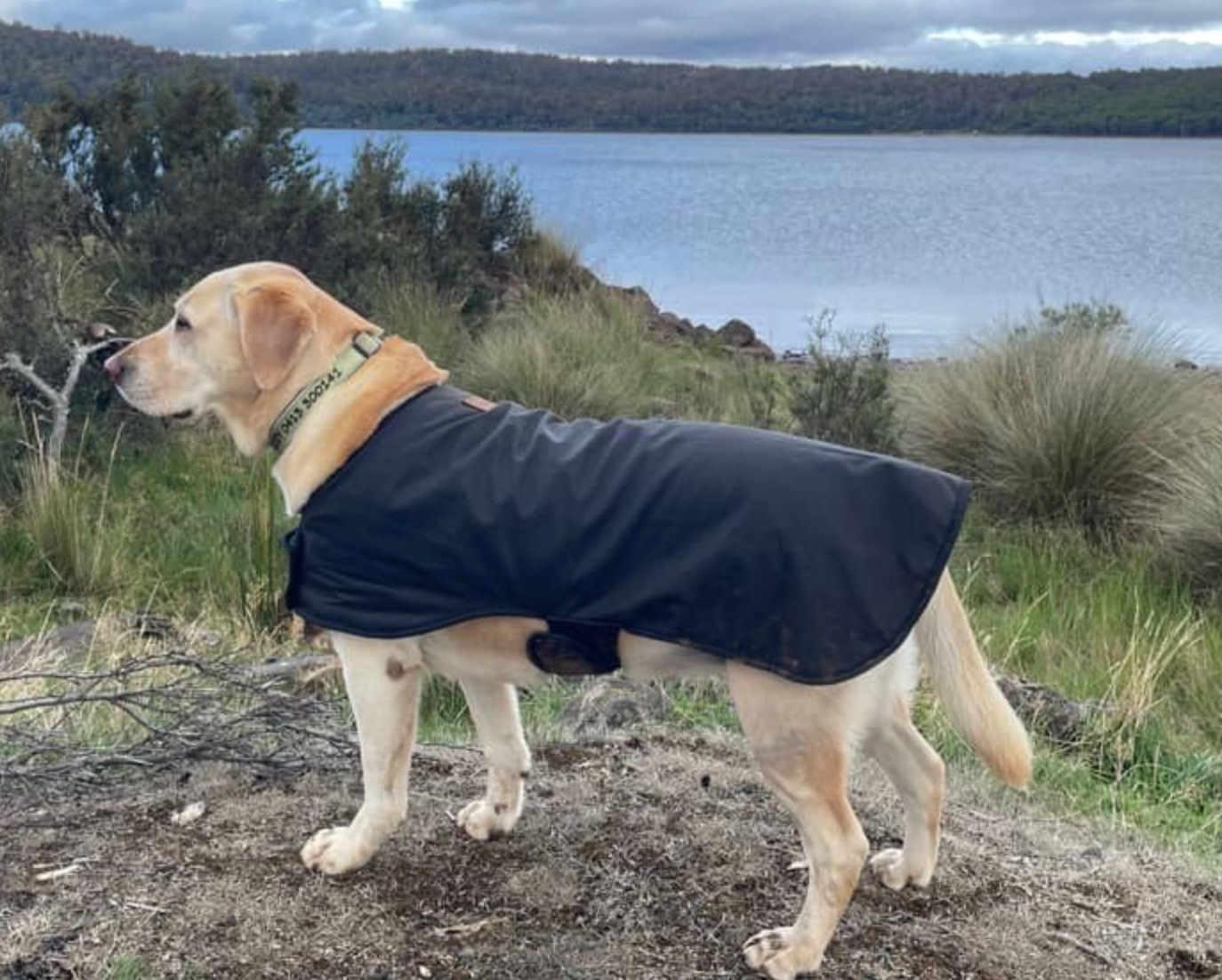 Woollen Dog Coats - The Golden Apple NZ